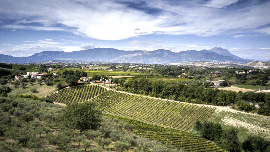 Vigna-e-colline-di-Rosciano